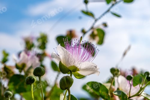 Preview: Blooming caper plant closeup, white petals, purple stamens and green leaves, sunny spring day
