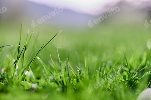 Preview: Spring nature with young green grass in close-up