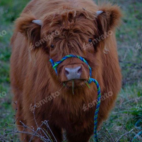 Preview: Scottish Highland cow