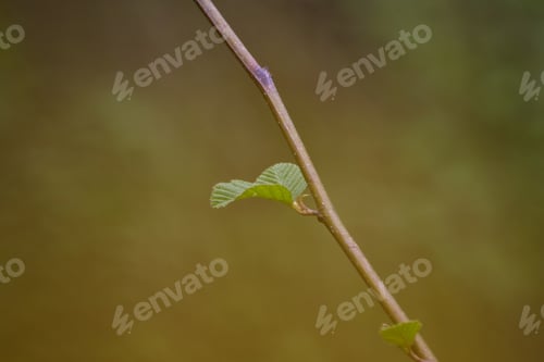 Preview: Minimalism Branch