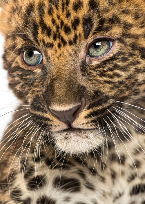 Preview: Leopard cub portrait looking forward with spots and whiskers
