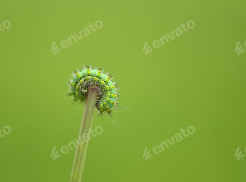 Preview: A close-up shot of a caterpillar on top of a branch and against a green background.