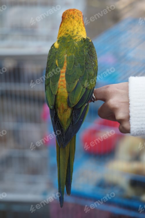 Preview: Colorful parrot perched on a hand at a pet store