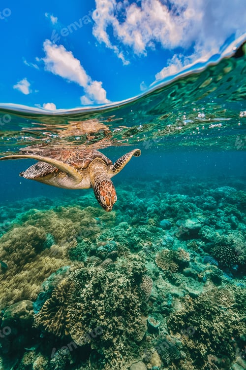 Preview: green turtle in the great barrier reef