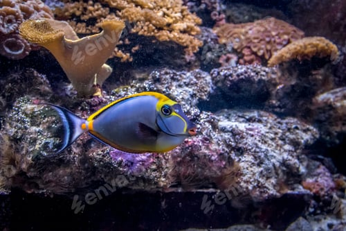 Preview: Tropical Fish Naso Tang (Naso lituratus)