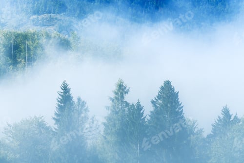 Preview: Summer morning fog in pine wood forest, beautiful scenic landscape from Bohinj region