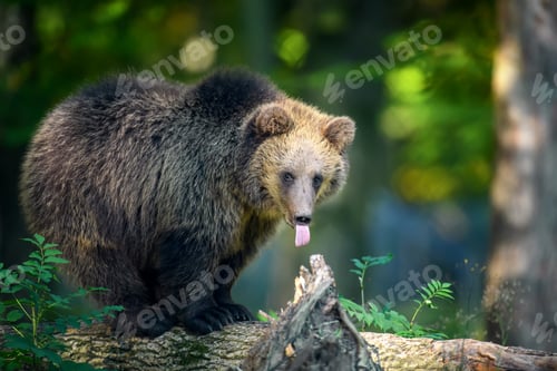 Preview: Baby cub wild Brown Bear (Ursus Arctos) in the autumn forest. Animal in natural habitat