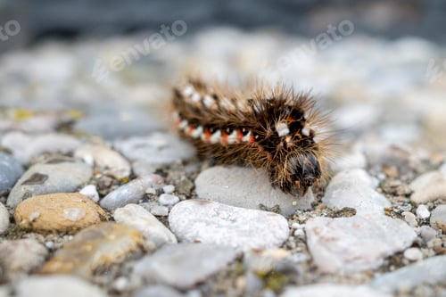 Preview: Caterpillar-like creature moving among rocks on the ground