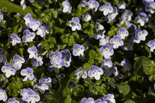 Preview: A field of spring blue and white anemone with a close-up from above