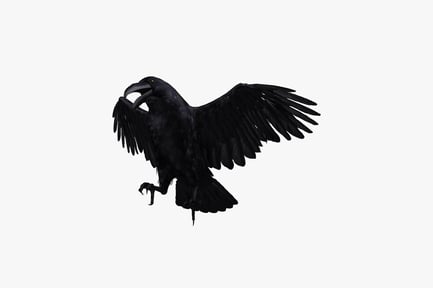 Preview: Black crow in flight with open beak
