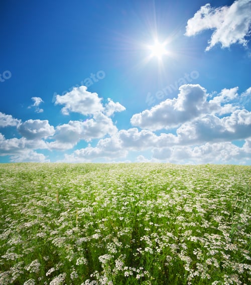 Preview: Meadow of coriander.