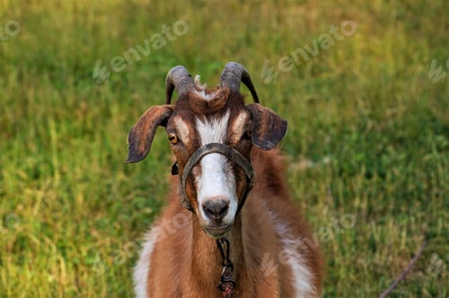 Preview: portrait of a goat on a background of green grass