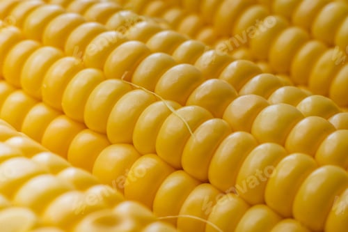 Preview: macro close up corn seeds view texture of yellow color, agricultures