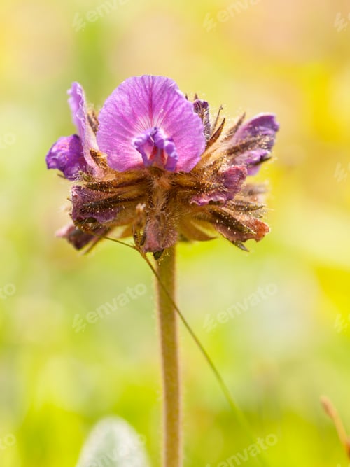 Preview: Beautiful floral spring abstract background of nature.