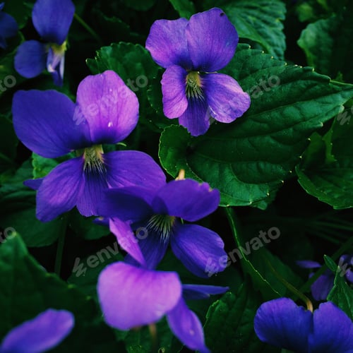 Preview: Blue flowers
