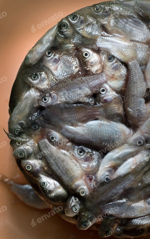 Preview: small crucian carp frozen in ice semicircle shape