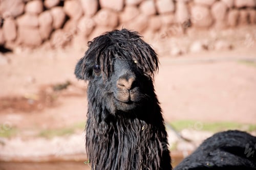 Preview: Black Alpaca!