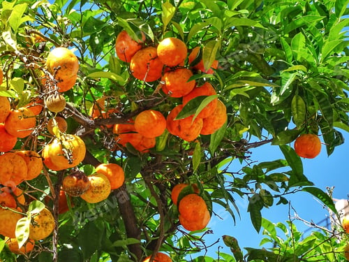 Preview: The fruit of the orange tree.