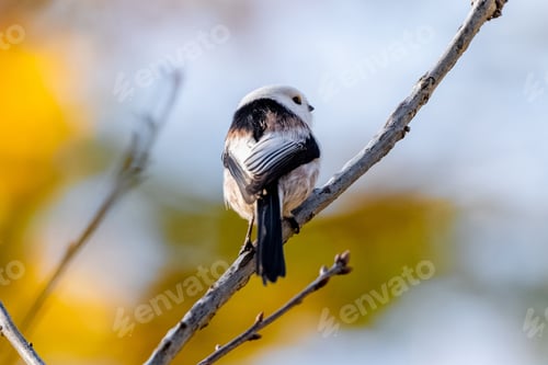 Preview: Long-Tailed Tit Sitting On Branch