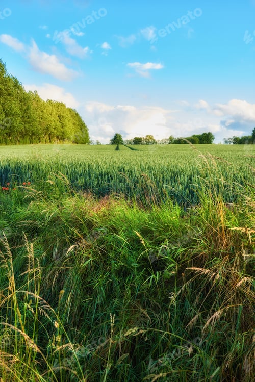 Preview: Danish Nature