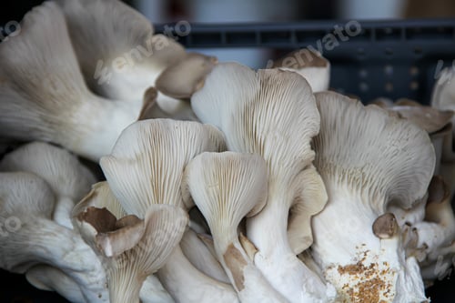 Preview: Closeup of fresh textured oyster mushrooms at Farmer’s market which gives a sweet taste when cooked