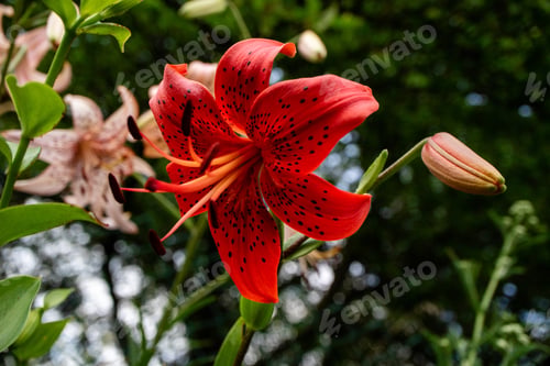 Preview: Red Lily flower in garden. Beautiful Lily flower over blurred nature background
