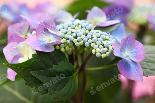 Preview: Close up purple hydrangea hortensia flowers