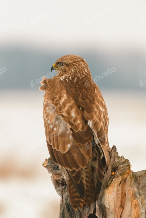 Preview: Photo of common buzzard buteo buteo on a tree