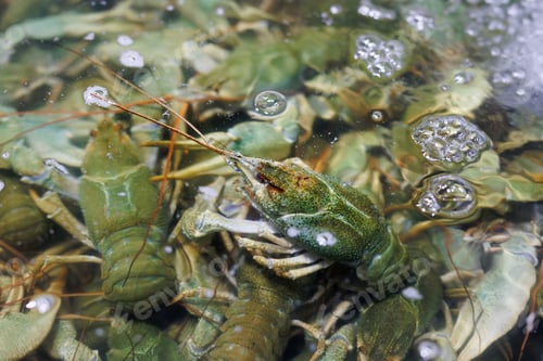 Preview: Colorful live crayfish for sale at the farmer's market.