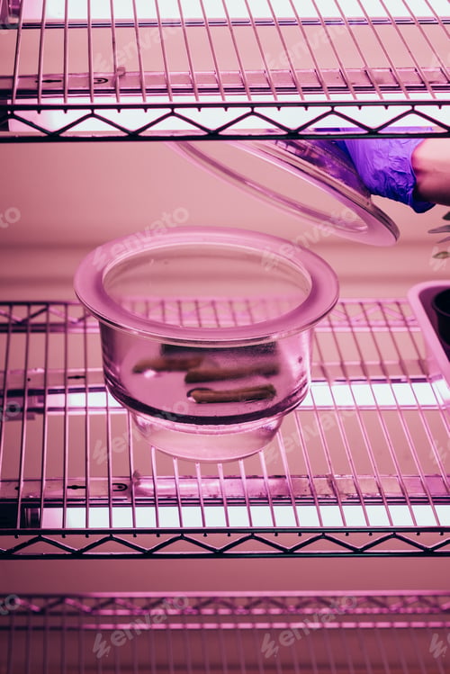 Preview: cropped image of biologist closing glass container in agro laboratory with ultra violet light