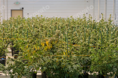 Preview: View of marijuana growing in a greenhouse