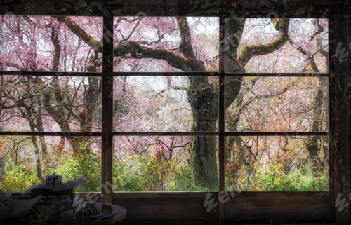 Preview: Cherry Blossoms Through Windows, Kyoto, Japan