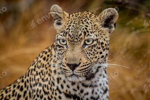 Preview: Close up of a female Leopard in the Kruger.
