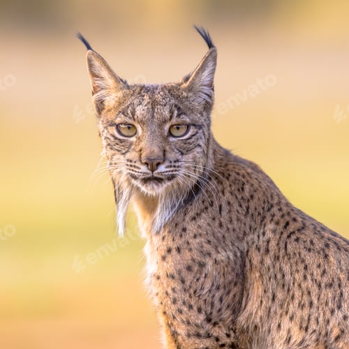 Preview: Iberian lynx Portrait on Bright Background