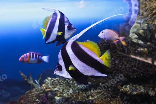 Preview: Decorative exotic fish of bright and juicy colorings, multicolored