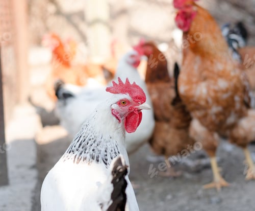 Preview: White chicken in a poultry farm looking at the camera