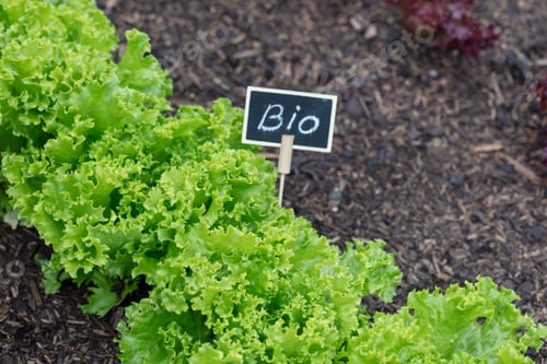 Preview: Organic salad growing in the vegetable garden at home.
