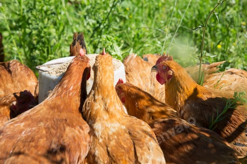 Preview: Free range golden comet hens on organic farm