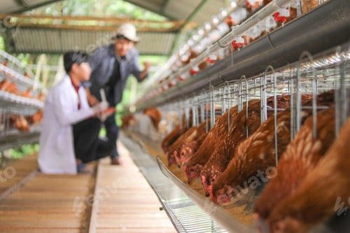 Preview: Poultry Farm Workers Monitor Chickens in Coops, Ensuring Animal Welfare and Quality Egg