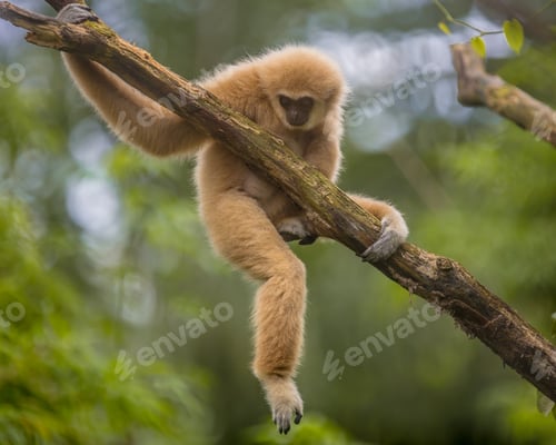 Preview: Lar gibbon climbing on branch in natural environment