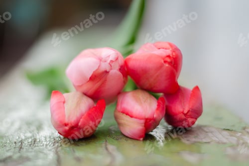 Visualização: Tulipas rosa claro