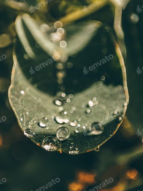 Preview: Close-up shot of large raindrops on a green leaf under the sunlight on a blurred background