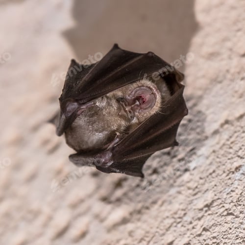 Preview: Greater horseshoe bat hanging folded