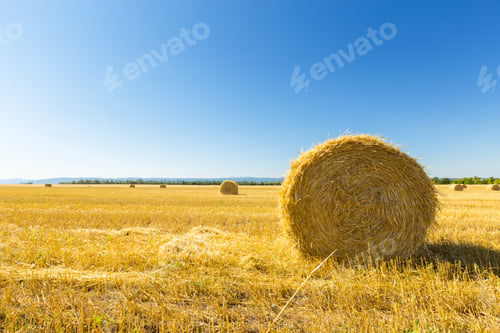Preview: Golden Wheat Field