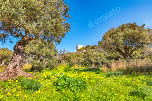 Preview: Blooming olive garden at Cape Milazzo during daytime.