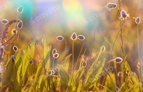 Preview: Sunny meadow