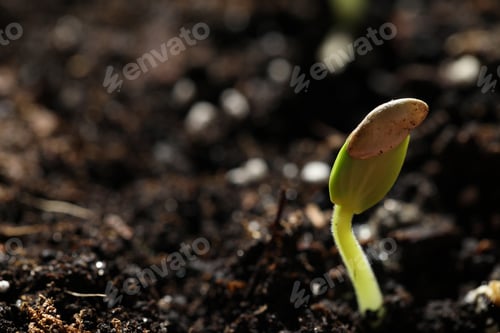 Preview: Little green seedling growing in soil, closeup. Space for text