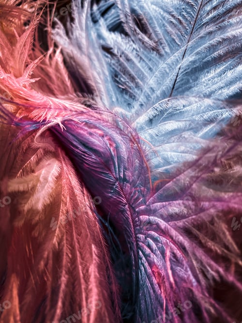 Preview: Feathers for decoration
