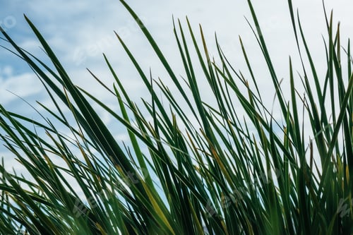 Preview: close-up shot of green grass in front of cloudy sky