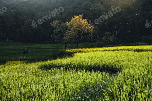 Preview: Rice field ,Aerial view of rice fields